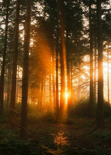 林间晨光洒下的静谧美景