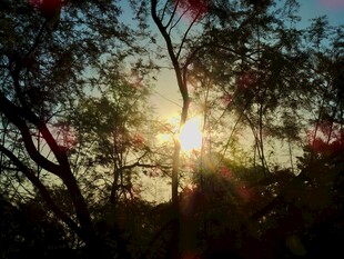 夕阳透过树枝洒下光芒