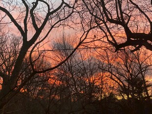 夕阳下的枯树林景观