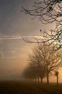 晨雾中排列的光秃树木