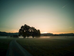 晨曦中孤树伫立的静谧景