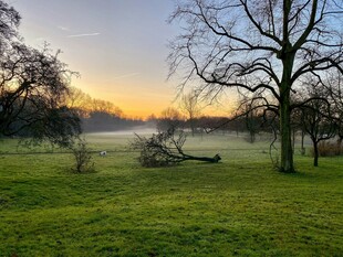 清晨草地树林美景