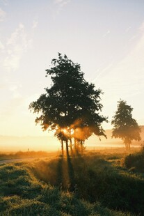 日出下的静谧树林