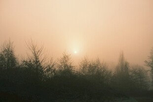 日出时分的朦胧树林