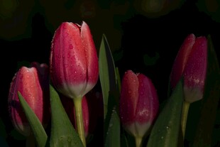 娇艳欲滴的粉色郁金香