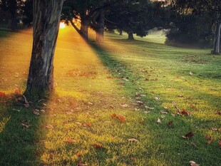 秋日林间光影斑驳美景