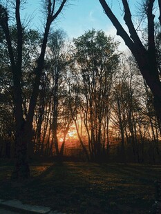 夕阳下的树林美景