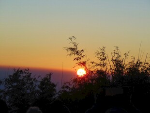 日落时分的树梢美景