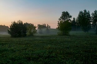 晨雾中的草地与树木