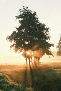 日出下的林间树木美景