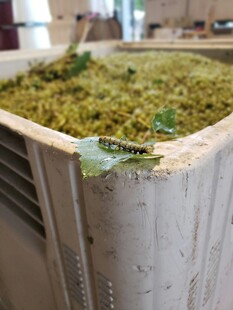 花盆上的毛毛虫