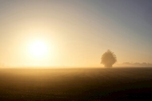 日出下的孤独树木