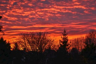 绚丽晚霞下的森林剪影