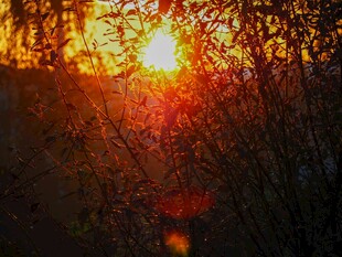 透过树枝的绚烂落日