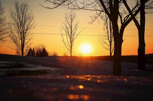 冬日夕阳下的静谧树林