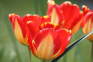 鲜艳多彩的红色郁金香