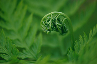 蕨类植物