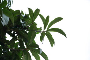 绿叶繁茂的枝头 枇杷树