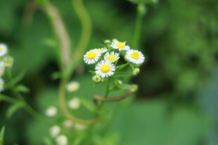 清新小白花绽放绿意间