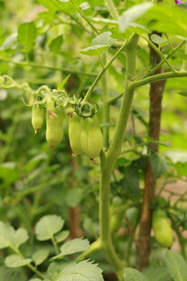 青番茄挂枝 生机盎然