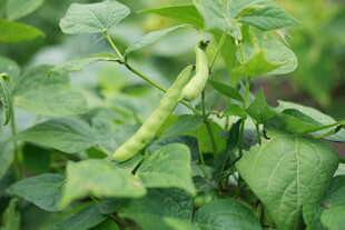 黄豆 植株 特写
