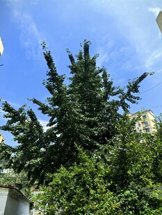 蓝天之下的挺拔松树