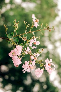 紫薇花