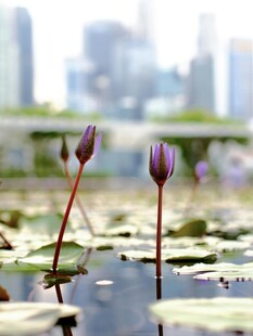水中绽放的娇艳紫色睡莲