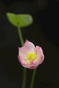 娇艳绽放的粉色荷花