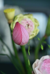 粉色洋牡丹特写