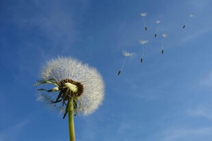 蓝天下飘飞的蒲公英