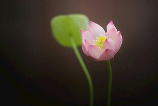 粉色荷花特写