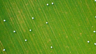 绿色田野中的白色点状景观