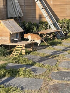 院子里的狗狗与木制小屋