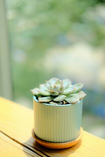 清新小盆栽多肉植物特写