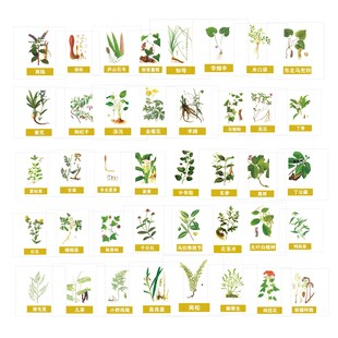中药草本植物