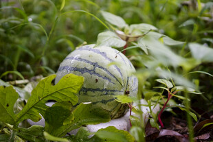 田间生长的条纹甜瓜