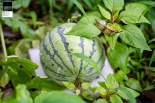 田间生长的翠绿小西瓜