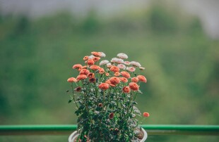 花盆中的鲜艳花卉