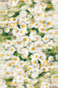 清新雏菊水彩花卉图案