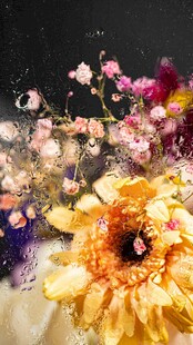 多彩花卉绽放美丽瞬间