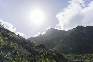 青山 绿植 