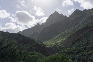 青山 植被