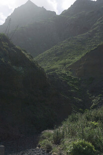 青山 植被