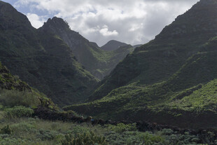 青山 植被