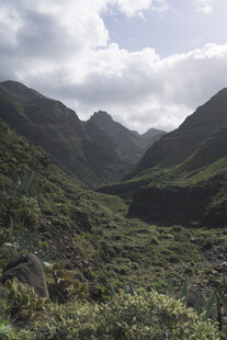 青山 植被