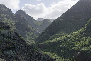 青山 植被