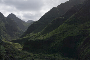 青山 植被