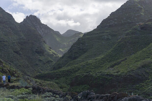 青山 植被