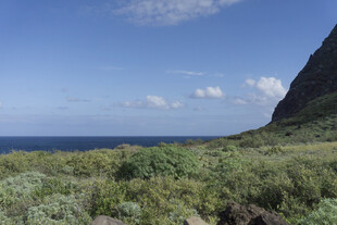 海岸 绿植